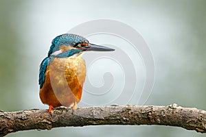 Portrait of kingfisher male. Common kingfisher, Alcedo atthis, perched on branch near nesting burrow. Flying gemstone. Wildlife