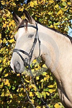 Portrait of Kinsky horse with bridle in autumn