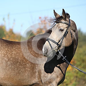 Portrait of Kinsky horse with bridle in autumn