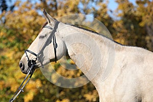 Portrait of Kinsky horse with bridle in autumn