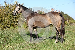 Portrait of Kinsky horse with bridle in autumn