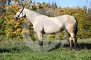 Portrait of Kinsky horse with bridle in autumn