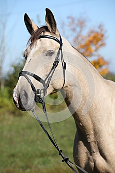 Portrait of Kinsky horse with bridle in autumn