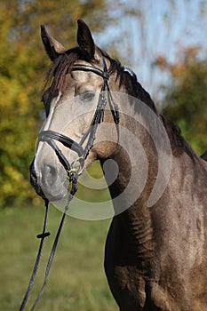 Portrait of Kinsky horse with bridle in autumn