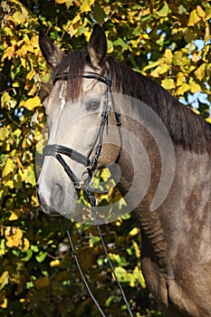 Portrait of Kinsky horse with bridle in autumn