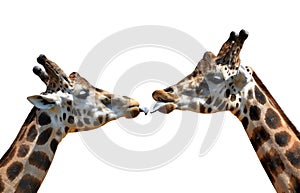 Portrait of a kissing giraffes