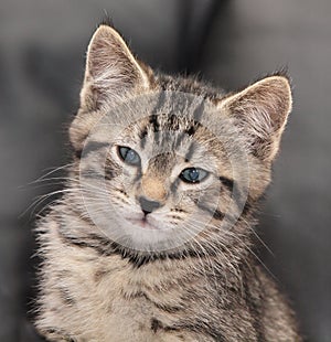 Portrait of a kitten