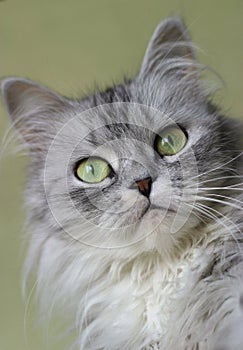 Portrait of a kitten