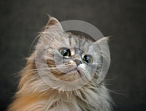 Portrait of a kitten