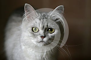 Portrait of a kitten