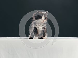 Portrait Of Kitten Against Black Background