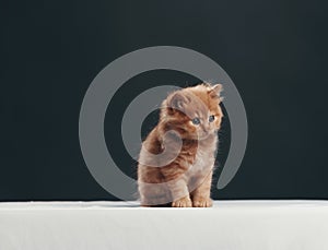 Portrait Of Kitten Against Black Background