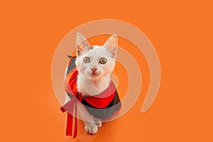 Portrait kitten cat celebrating halloween or carnival dressed as a vampire. Isolated on orange background