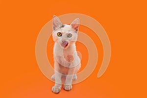 Portrait kitten cat licking its lips with tongue and sitting. Isolated on orange background. Halloween season