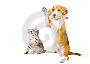 Portrait of a kitten and dog
