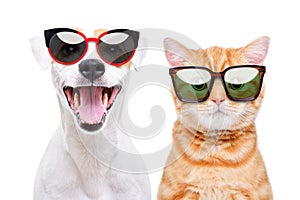 Portrait of a kitten and dog in sunglasses