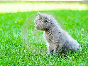 Portrait of a kitten on the green grass in profile