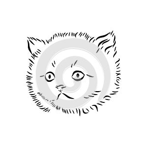 Portrait of a kitten, pet, vector sketch illustration