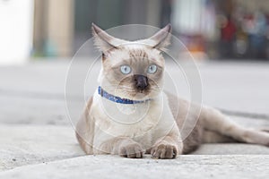 Portrait of kitten Siamese Cat with blue eyes are sitting on the road beside fence.The name in Thai is