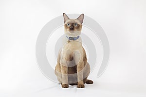 Portrait of kitten Siamese Cat with blue eyes on white background.Thai cats are sitting on white cloth and looking at something