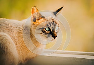 Portrait of a kitten sitting on the window sill, gazing out at the world on a warm summer day