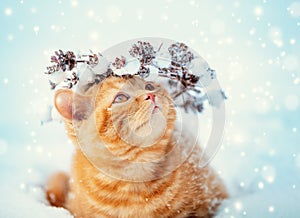 Portrait of a kitten wearing Christmas wreath