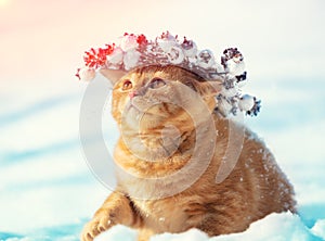 Portrait of a kitten wearing a Christmas wreath