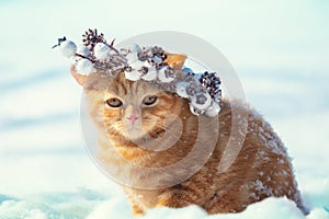 Portrait of a kitten wearing a Christmas wreath