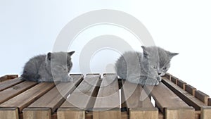 Portrait of kittens on wooden background