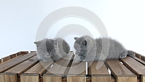 Portrait of kittens on wooden background