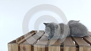 Portrait of kittens on wooden background