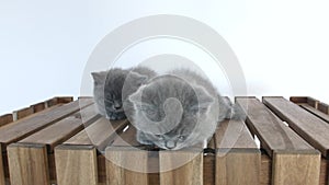 Portrait of kittens on wooden background