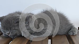 Portrait of kittens on wooden background