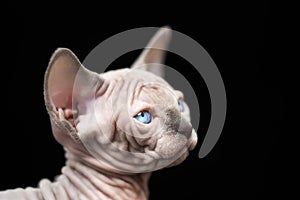 Portrait of kitty with blue eyes. Sphynx Cat breed blue mink with white color on black background