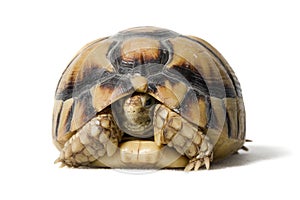 KleinmannÃÂ´s tortoise on a white background