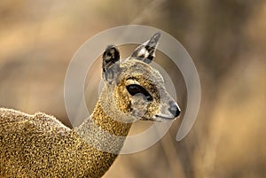 Portrait of klipspringer