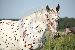 Portrait of knabstrupper breed horse - white with brown spots