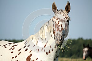 Portrait of knabstrupper breed horse - white with brown spots