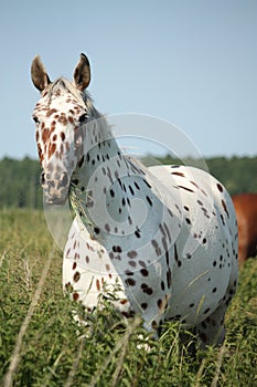 Portrait of knabstrupper breed horse - white with brown spots