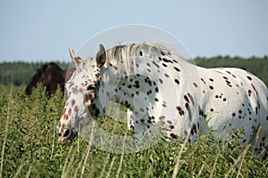 Portrait of knabstrupper breed horse - white with brown spots