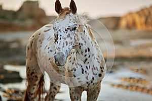 Portrait of knabstrupper breed horse white with brown spots on coat