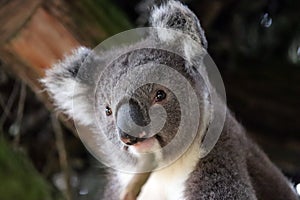Portrait on a Koala bear in South australia ,Phascolarctos cinereus