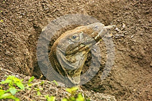 Portrait of Komodo dragon digging a hole on Rinca Island in Komodo National Park, Nusa Tenggara, Indonesia