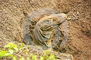 Portrait of Komodo dragon digging a hole on Rinca Island in Komodo National Park, Nusa Tenggara, Indonesia photo