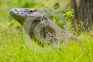 Portrait of Komodo dragon lying in grass on Rinca Island in Komodo National Park, Nusa Tenggara, Indonesia photo