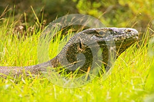 Portrait of Komodo dragon lying in grass on Rinca Island in Komodo National Park, Nusa Tenggara, Indonesia