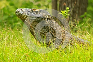 Portrait of Komodo dragon lying in grass on Rinca Island in Komodo National Park, Nusa Tenggara, Indonesia