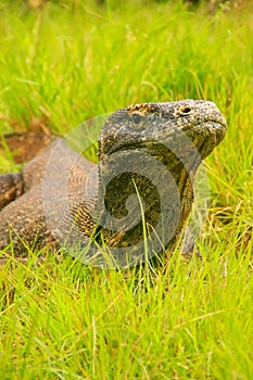 Portrait of Komodo dragon lying in grass on Rinca Island in Komodo National Park, Nusa Tenggara, Indonesia