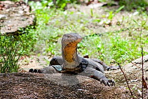 Portrait of a Komodo Dragon on a piece of rock showing side profile on a bright sunny day