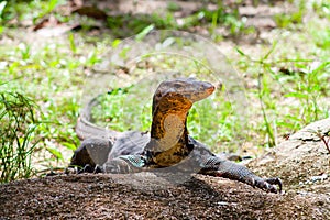 Portrait of a Komodo Dragon on a piece of rock showing side profile - full body on a bright sunny day
